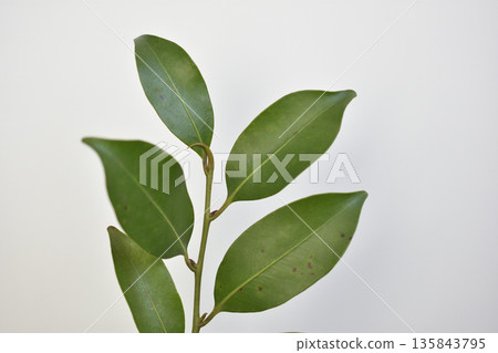榊樹 榊樹 135843795