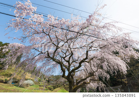 神社的垂枝櫻花（大分縣竹田市） 135843891