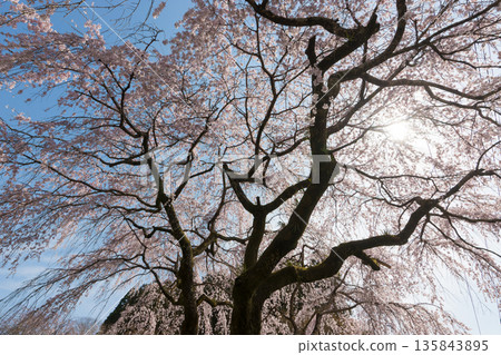 神社的垂枝櫻花（大分縣竹田市） 135843895