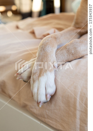 dog's paws are hanging off the bed, the pet is sleeping after a walk.  135843937