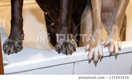 Two dogs are standing next to each other in bathroom. One is spotted and other is brown. Two dogs are standing next to each other in bathroom. One is spotted and other is brown. 135843938