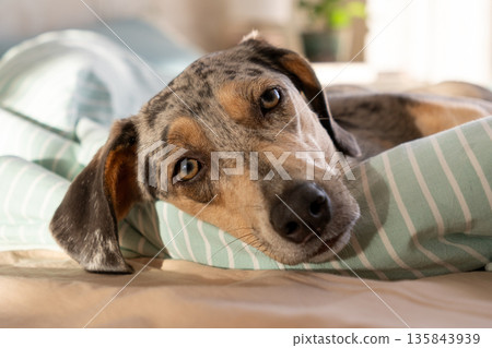 sleepy spotted Dog is lying on bed covered with blanket. pet looks curiously at the camera. 135843939