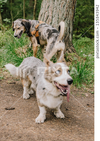 pack of dogs walks the woods or park in the summer. dog training. taking care of animals. pack of dogs walks the woods or park in the summer. dog training. taking care of animals. 135843942