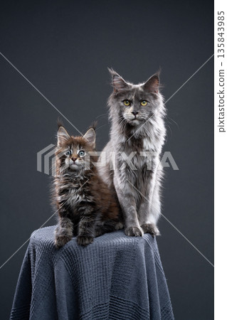 young kitten and adult maine coon cat side by side 135843985