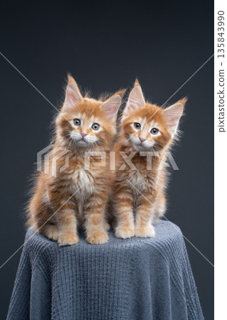 two ginger maine coon kitten siblings portrait 135843990