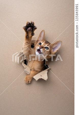 playful abyssinian kitten peeking through torn paper hole 135843991