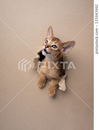 playful abyssinian kitten peeking through torn paper hole playful abyssinian kitten peeking through torn paper hole 135843992