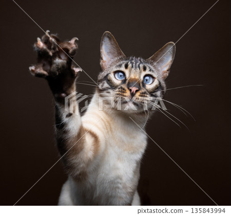 bengal cat raising paw with extended claws bengal cat raising paw with extended claws 135843994