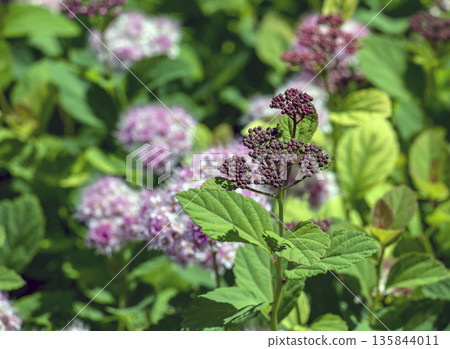 Selective focus of meadow rose or Spiraea splendens blooming in the garden. Floral background. Close-up Selective focus of meadow rose or Spiraea splendens blooming in the garden. Floral background. Close-up 135844011