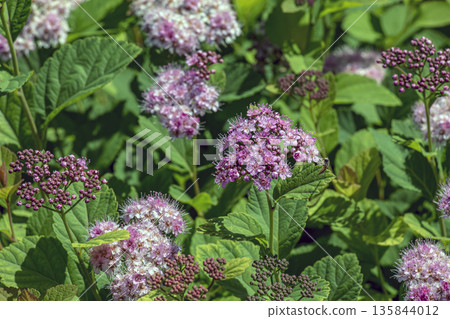 Selective focus of meadow rose or Spiraea splendens blooming in garden. Floral background. Close-up Selective focus of meadow rose or Spiraea splendens blooming in garden. Floral background. Close-up 135844012