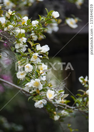 鎌倉 26122 安國論寺 1 山茶花 135844039