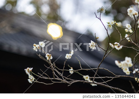 Kamakura 26122 Myohonji Temple 1 Plum Blossoms Kamakura 26122 Myohonji Temple 1 Plum Blossoms 135844041