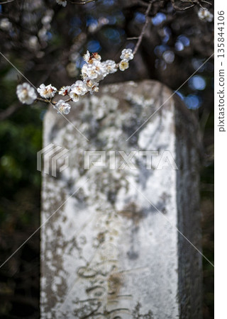鎌倉 26122 妙法寺梅花 鎌倉 26122 妙法寺梅花 135844106