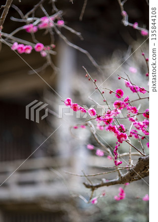 Kamakura 26122 Myohonji Temple 4 Plum Blossoms Kamakura 26122 Myohonji Temple 4 Plum Blossoms 135844108