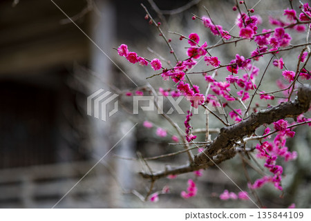 Kamakura 26122 Myohonji Temple 3 Plum Blossoms Kamakura 26122 Myohonji Temple 3 Plum Blossoms 135844109