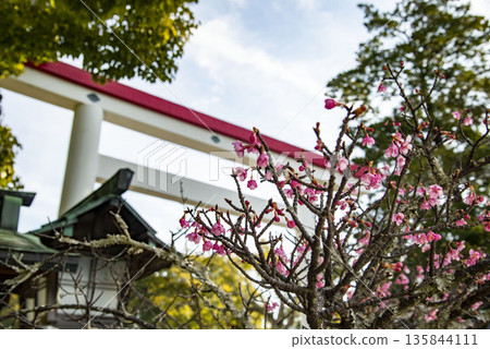 Kamakura 26115 Otomiya 1 Kawazu Cherry Blossoms Kamakura 26115 Otomiya 1 Kawazu Cherry Blossoms 135844111