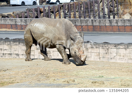 Walking Southern White Rhino 135844205