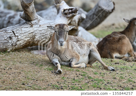 Mouflon staring at us 135844257