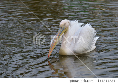 A great white pelican swimming gracefully 135844284