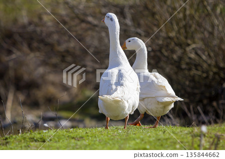 Two white big geese peacefully walking together in green grassy meadow towards dark blurred forest on bright sunny day. Beauty of birds, domestic poultry farming and wild life protection concept. 135844662
