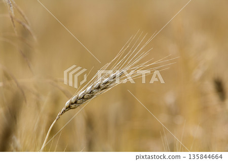 Close-up of warm colored golden yellow ripe focused wheat head on sunny summer day on soft blurred foggy meadow wheat field light brown background. Agriculture, farming and rich harvest concept. 135844664