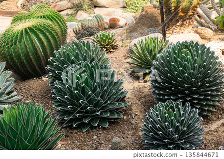 Agave victoriae-reginae ,cactus in the garden Agave victoriae-reginae ,cactus in the garden 135844671