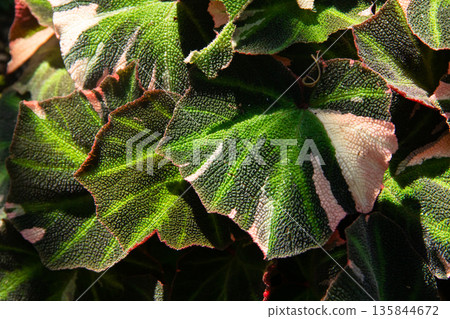A close up view of a Begonia plant with large A close up view of a Begonia plant with large 135844672