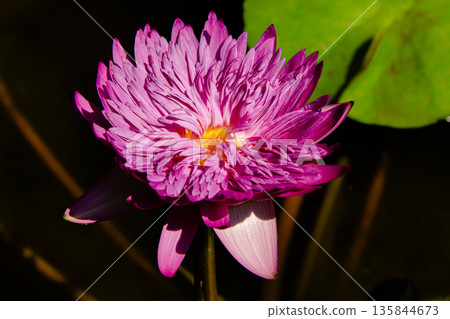 beautiful pink lotus flower blooming beautiful pink lotus flower blooming 135844673