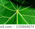 Close up of green leaf texture. Abstract background 135844674