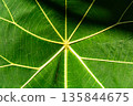 Close up of green leaf texture. Abstract background 135844675