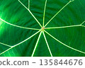 Close up of green leaf texture. Abstract background 135844676