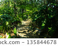 tropical rainforest with green plants and ferns 135844678