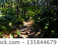 tropical rainforest with green plants and ferns 135844679