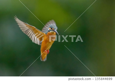 一隻翠鳥在綠色的背景下盤旋。野生動物的動人瞬間。 135844699