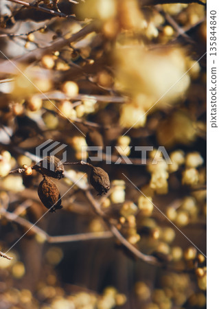 Wax plum Wax plum 135844840