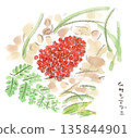 Winter plants, watercolor illustration of bright red Musashiabumi fruit 135844901