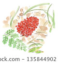Winter plants, watercolor illustration of bright red Musashiabumi fruit 135844902