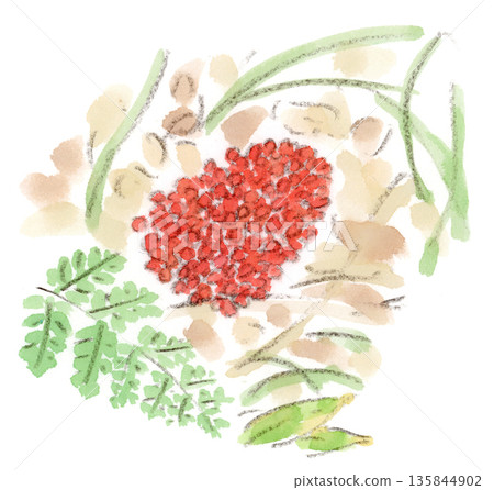 冬季植物，鮮紅色武藏文果實的水彩插圖 135844902