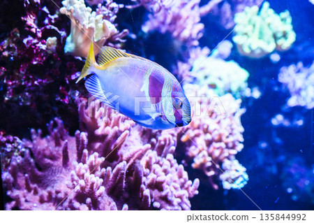 Tropical Siganus virgatus rabbitfish with yellow tail and blue facial lines swimming in clear saltwater aquarium reef environment. 135844992
