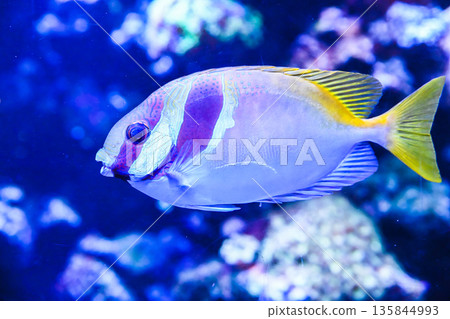 Side view of double barred rabbitfish in marine aquarium showing smooth pale body blue markings and yellow fins in tropical reef habitat. 135844993