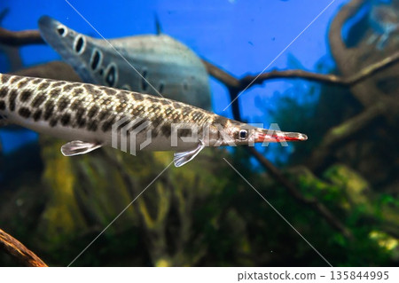 Close up of shortnose gar in freshwater aquarium. Lepisosteus platostomus fish showing armored scales and elongated snout underwater. 135844995