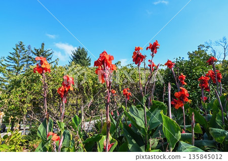 Red canna Oiseau de Feu blossoms on tall stems framed by clear blue sky creating a vivid tropical floral composition in summer garden. Red canna Oiseau de Feu blossoms on tall stems framed by clear blue sky creating a vivid tropical floral composition in summer garden. 135845012
