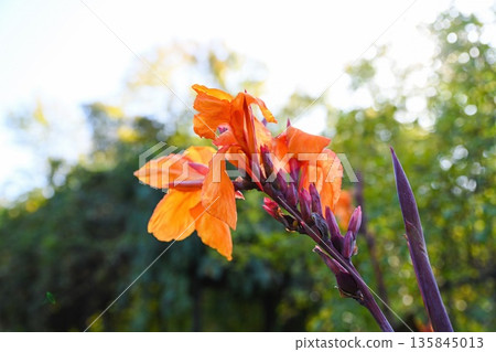 Single branch of orange Canna Wyoming flowers photographed at sunset time, warm evening mood with dense green foliage and natural light Single branch of orange Canna Wyoming flowers photographed at sunset time, warm evening mood with dense green foliage and natural light 135845013