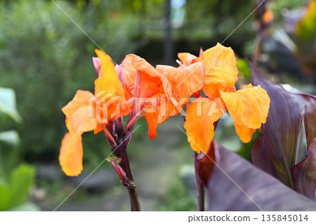 Two orange Canna Wyoming flowers on a green foliage background, tropical ornamental plant with paired blooms and lush leaves photographed outdoors Two orange Canna Wyoming flowers on a green foliage background, tropical ornamental plant with paired blooms and lush leaves photographed outdoors 135845014