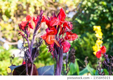 Red canna lily Canna indica blooming in a park garden with tall stems and lush foliage yellow flowers visible in soft background greenery Red canna lily Canna indica blooming in a park garden with tall stems and lush foliage yellow flowers visible in soft background greenery 135845015
