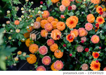 Close up of orange chrysanthemum Molfetta Orange with dense pompon flowers filling the frame creating rich texture and warm autumn floral background. Close up of orange chrysanthemum Molfetta Orange with dense pompon flowers filling the frame creating rich texture and warm autumn floral background. 135845020