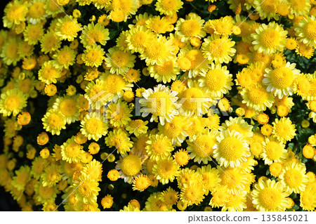 Bright yellow Chrysanthemum Ryazanochka in full bloom under sunlight. Abundant cheerful flowers create a vivid and warm autumn garden scene. Bright yellow Chrysanthemum Ryazanochka in full bloom under sunlight. Abundant cheerful flowers create a vivid and warm autumn garden scene. 135845021