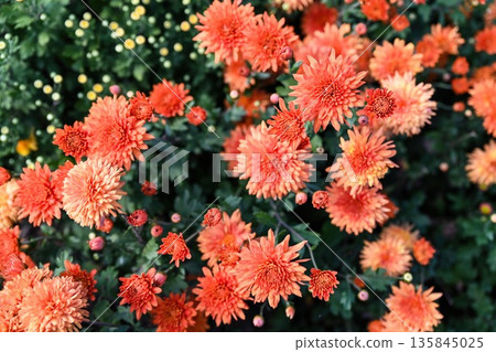 Orange Chrysanthemum Cleopatra in full bloom under sunlight. Floral macro background with copy space, vivid petals, and no people in view. 135845025