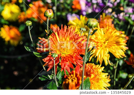 Bright Arlequin chrysanthemum with orange and yellow petals blooming in a garden, close up autumn flower background with vivid natural colors Bright Arlequin chrysanthemum with orange and yellow petals blooming in a garden, close up autumn flower background with vivid natural colors 135845029