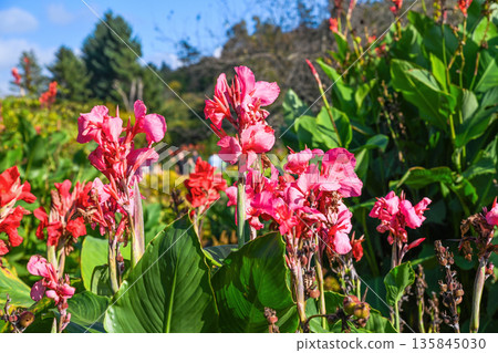 Close-up of bright pink Canna flowers blooming under sunlight in a lush summer garden with large green leaves and soft natural background. 135845030